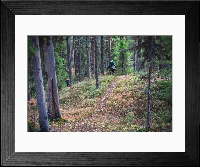 Framed Print : Autumn view of Oulanka National Park Framed Print : Autumn view of Oulanka National Park