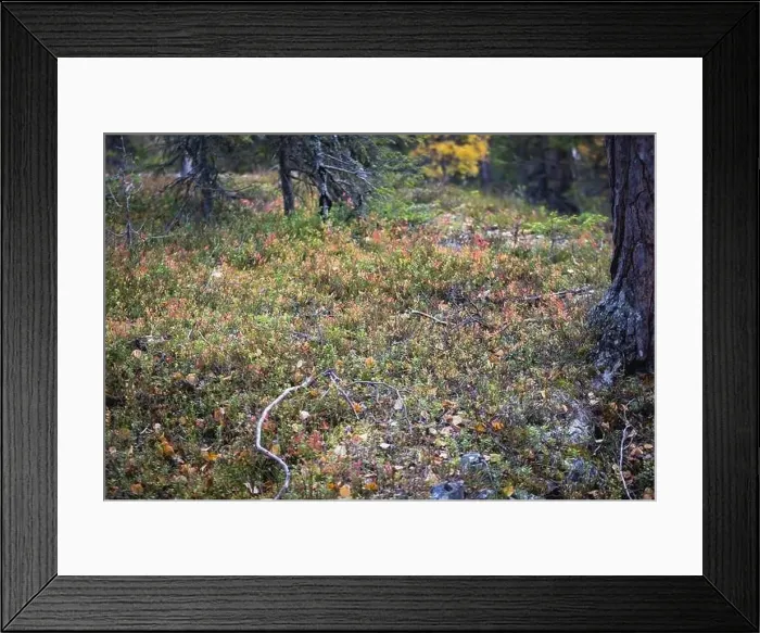 Framed Print : Autumn view of Oulanka National Park Framed Print : Autumn view of Oulanka National Park