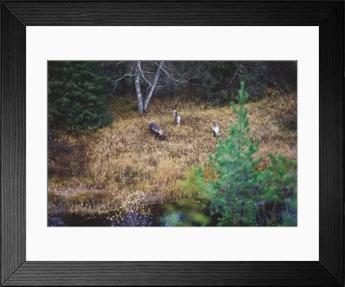 Framed Print : Autumn view of Oulanka National Park Framed Print : Autumn view of Oulanka National Park