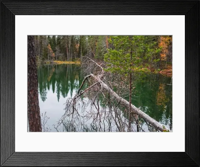 Framed Print : Autumn view of Oulanka National Park Framed Print : Autumn view of Oulanka National Park