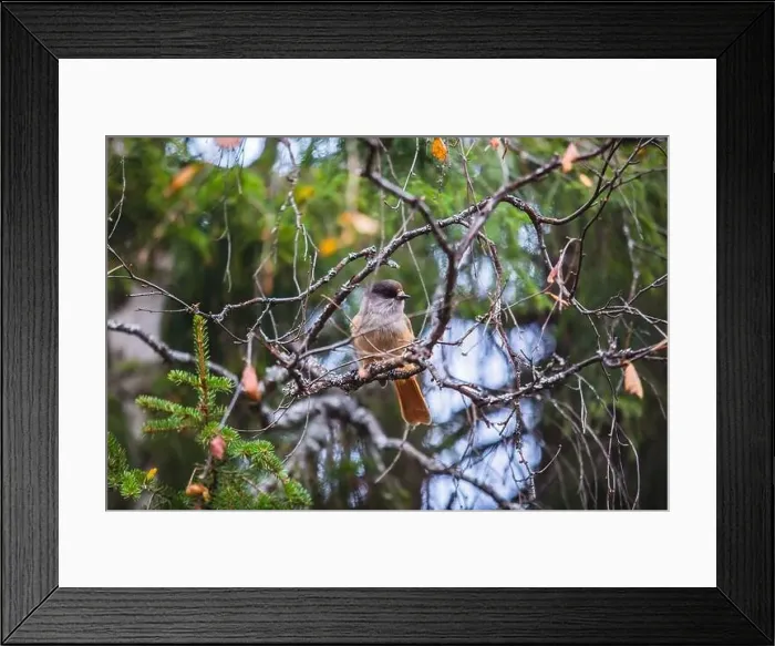 Framed Print : Autumn view of Oulanka National Park Framed Print : Autumn view of Oulanka National Park