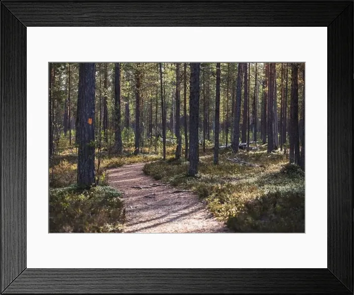 Framed Print : Autumn view of Oulanka National Park Framed Print : Autumn view of Oulanka National Park