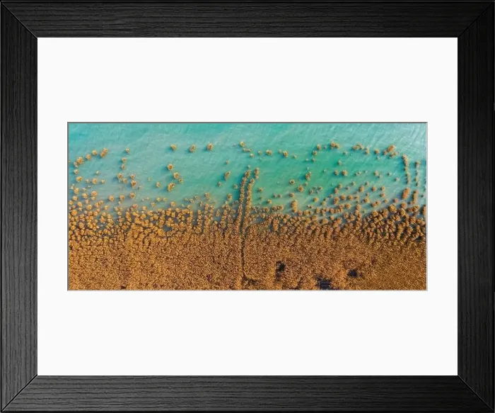 Framed Print : Alsoors Hungary - Aerial view of beautiful reeds formation with crystal clear turquoise water at lake Balaton Framed Print : Alsoors Hungary - Aerial view of beautiful reeds formation with crystal clear turquoise water at lake Balaton