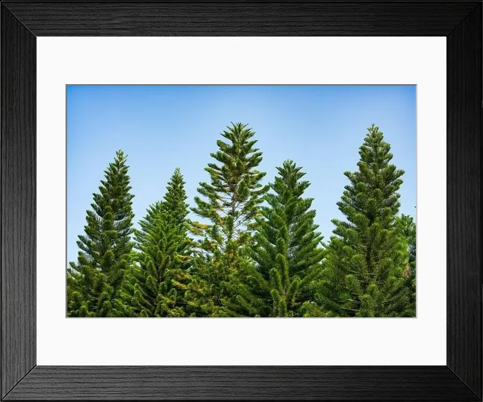 Framed Print : Tall pine trees close-up in the park Framed Print : Tall pine trees close-up in the park