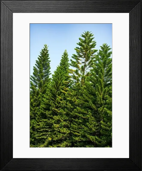Framed Print : Tall pine trees close-up in the park Framed Print : Tall pine trees close-up in the park