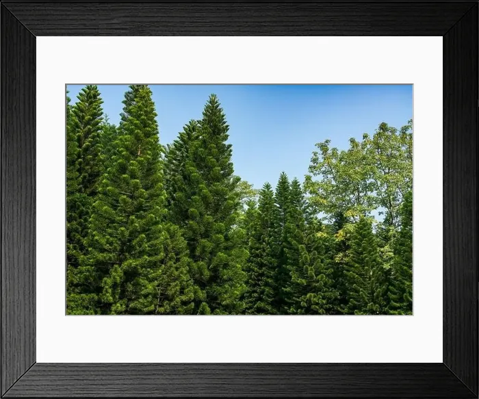 Framed Print : Tall pine trees close-up in the park Framed Print : Tall pine trees close-up in the park