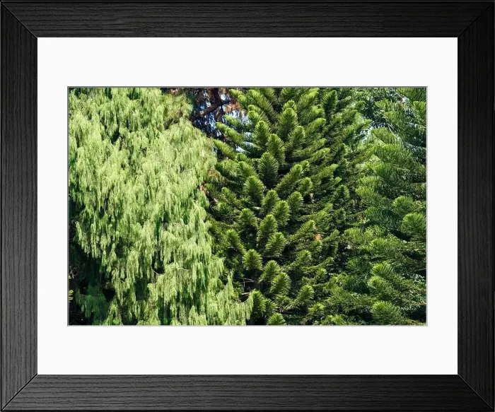 Framed Print : Tall pine trees close-up in the park Framed Print : Tall pine trees close-up in the park