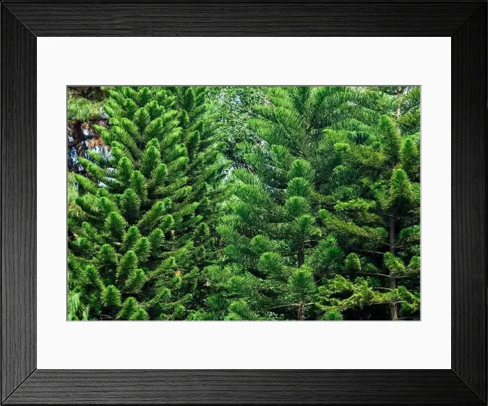 Framed Print : Tall pine trees close-up in the park Framed Print : Tall pine trees close-up in the park