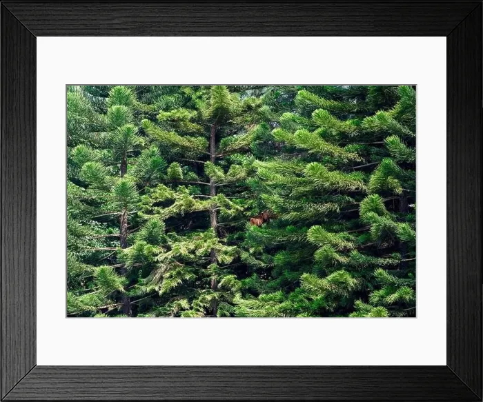 Framed Print : Tall pine trees close-up in the park Framed Print : Tall pine trees close-up in the park