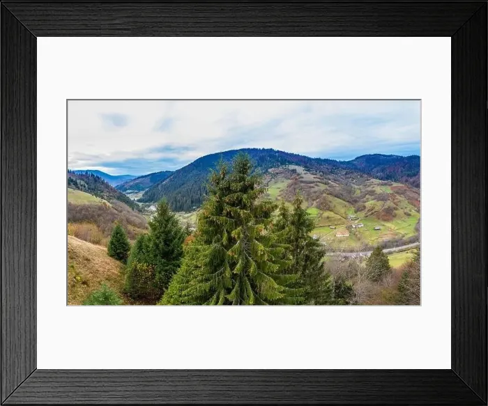 Framed Print : Beautiful evergreen spruce trees on a mountain ridge in the Carpathians in warm autumn in Ukraine near the village Framed Print : Beautiful evergreen spruce trees on a mountain ridge in the Carpathians in warm autumn in Ukraine near the village