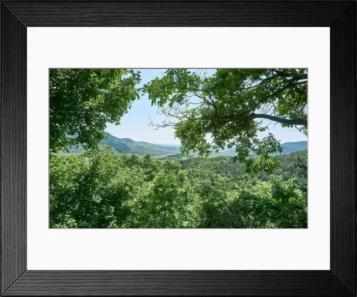 Framed Print : Beautiful green forest in a sunny day Framed Print : Beautiful green forest in a sunny day
