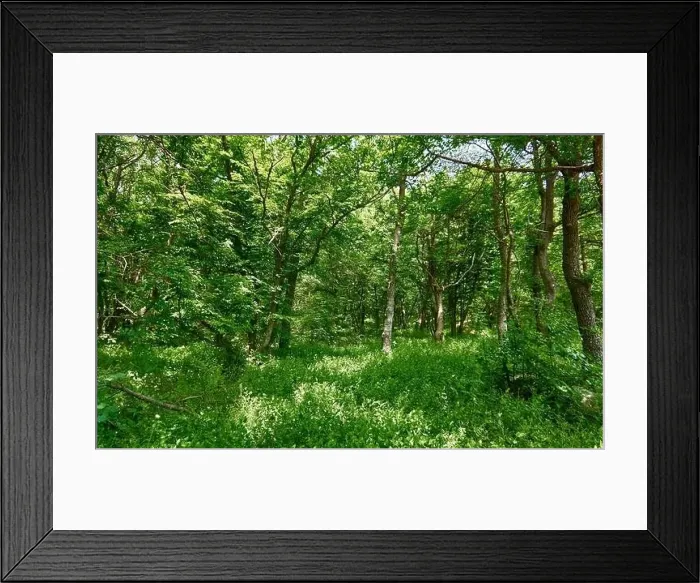 Framed Print : Beautiful green forest in a sunny day Framed Print : Beautiful green forest in a sunny day