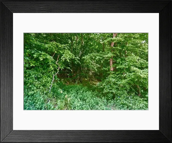 Framed Print : Beautiful green forest in a sunny day Framed Print : Beautiful green forest in a sunny day
