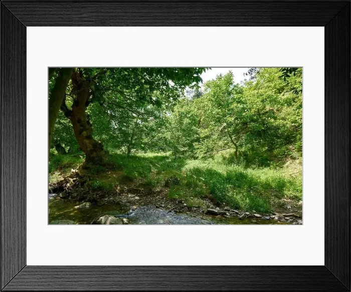 Framed Print : Beautiful green forest in a sunny day Framed Print : Beautiful green forest in a sunny day