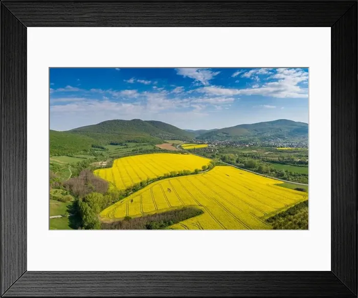 Framed Print : yellow canola field with Mecsek Hills Framed Print : yellow canola field with Mecsek Hills