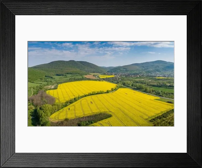 Framed Print : yellow canola field with Mecsek Hills Framed Print : yellow canola field with Mecsek Hills