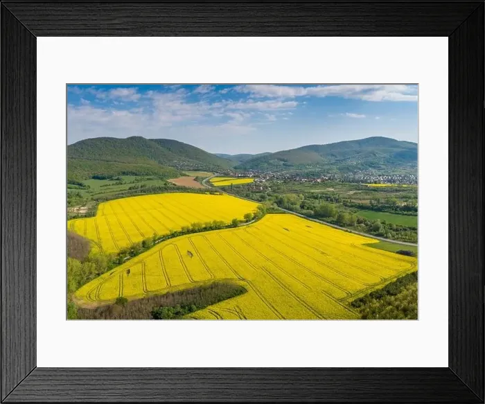 Framed Print : yellow canola field with Mecsek Hills Framed Print : yellow canola field with Mecsek Hills