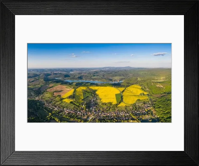 Framed Print : yellow canola field with blue sky Framed Print : yellow canola field with blue sky