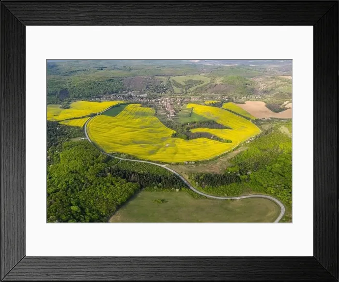 Framed Print : yellow canola field with cloudy sky Framed Print : yellow canola field with cloudy sky