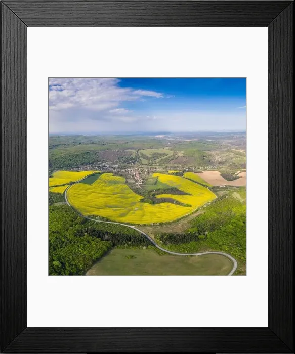 Framed Print : yellow canola field with cloudy sky Framed Print : yellow canola field with cloudy sky