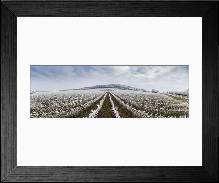 Framed Print : Winter frosty vineyard landscape covered by white flake ice near Harkany Framed Print : Winter frosty vineyard landscape covered by white flake ice near Harkany