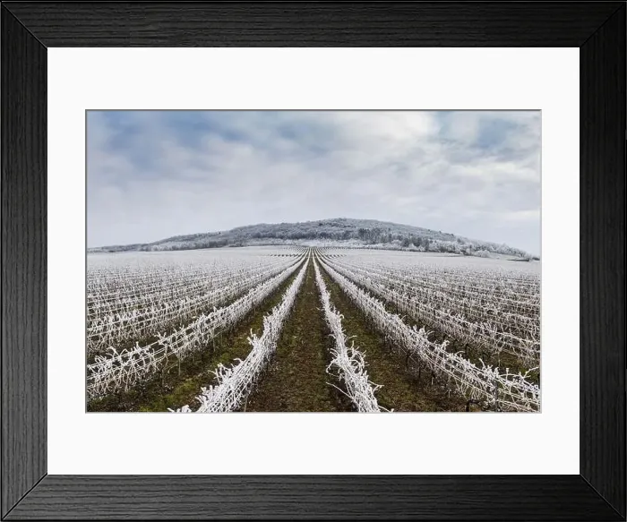 Framed Print : Winter frosty vineyard landscape covered by white flake ice near Harkany Framed Print : Winter frosty vineyard landscape covered by white flake ice near Harkany