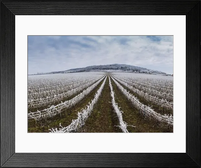 Framed Print : Winter frosty vineyard landscape covered by white flake ice near Harkany Framed Print : Winter frosty vineyard landscape covered by white flake ice near Harkany