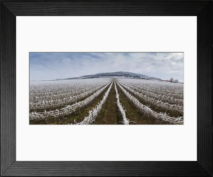 Framed Print : Winter frosty vineyard landscape covered by white flake ice near Harkany Framed Print : Winter frosty vineyard landscape covered by white flake ice near Harkany