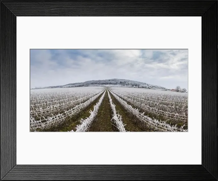 Framed Print : Winter frosty vineyard landscape covered by white flake ice near Harkany Framed Print : Winter frosty vineyard landscape covered by white flake ice near Harkany
