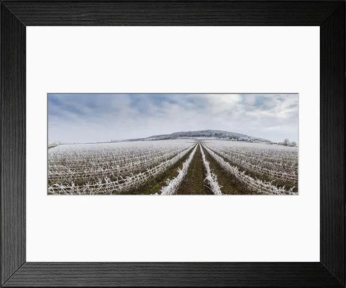 Framed Print : Winter frosty vineyard landscape covered by white flake ice near Harkany Framed Print : Winter frosty vineyard landscape covered by white flake ice near Harkany