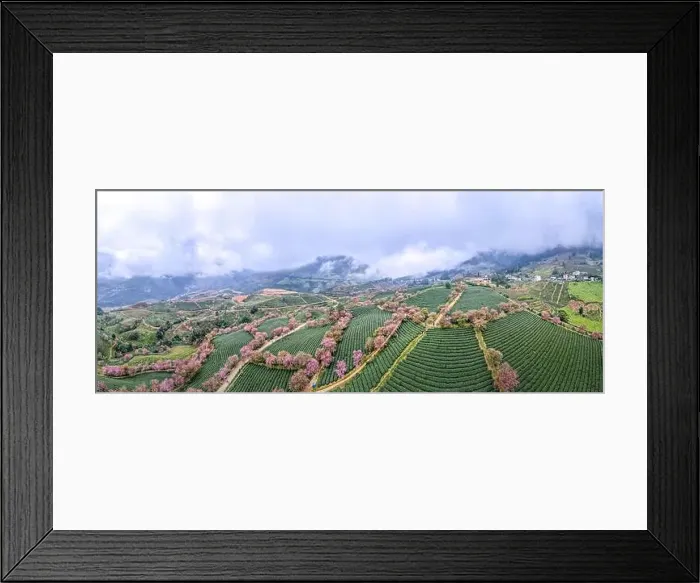 Framed Print : Panoramic Cherry blossoms bloom on the oolong tea hill in Sa Pa, Lào Cai province, Viet Nam Framed Print : Panoramic Cherry blossoms bloom on the oolong tea hill in Sa Pa, Lào Cai province, Viet Nam