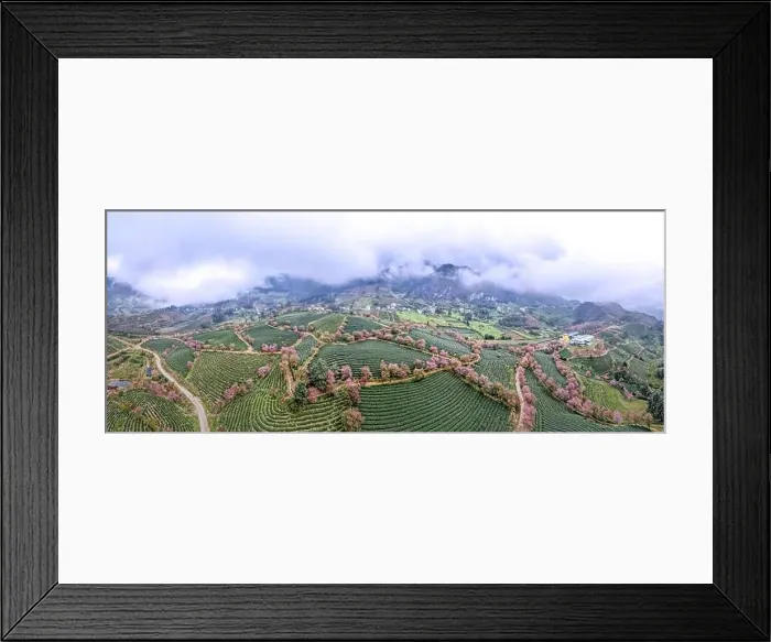 Framed Print : Panoramic Cherry blossoms bloom on the oolong tea hill in Sa Pa, Lào Cai province, Viet Nam Framed Print : Panoramic Cherry blossoms bloom on the oolong tea hill in Sa Pa, Lào Cai province, Viet Nam