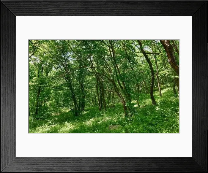 Framed Print : Beautiful green forest in a sunny day Framed Print : Beautiful green forest in a sunny day