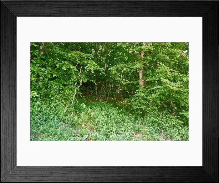 Framed Print : Beautiful green forest in a sunny day Framed Print : Beautiful green forest in a sunny day