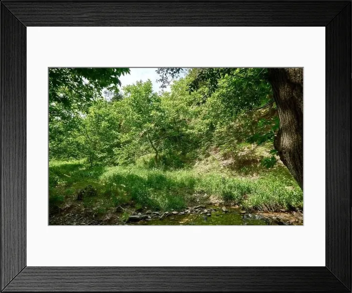 Framed Print : Beautiful green forest in a sunny day Framed Print : Beautiful green forest in a sunny day