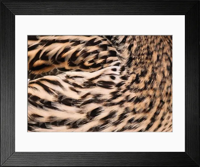 Framed Print : Bird feathers close up. Wild duck wing. Texture for design Framed Print : Bird feathers close up. Wild duck wing. Texture for design