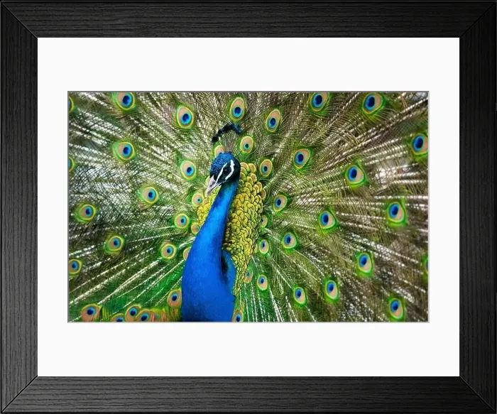Framed Print : peacock male showing his beauty Framed Print : peacock male showing his beauty