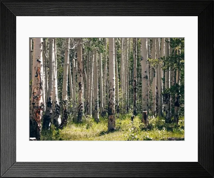 Framed Print : Colorado summer landscapes and textures Framed Print : Colorado summer landscapes and textures