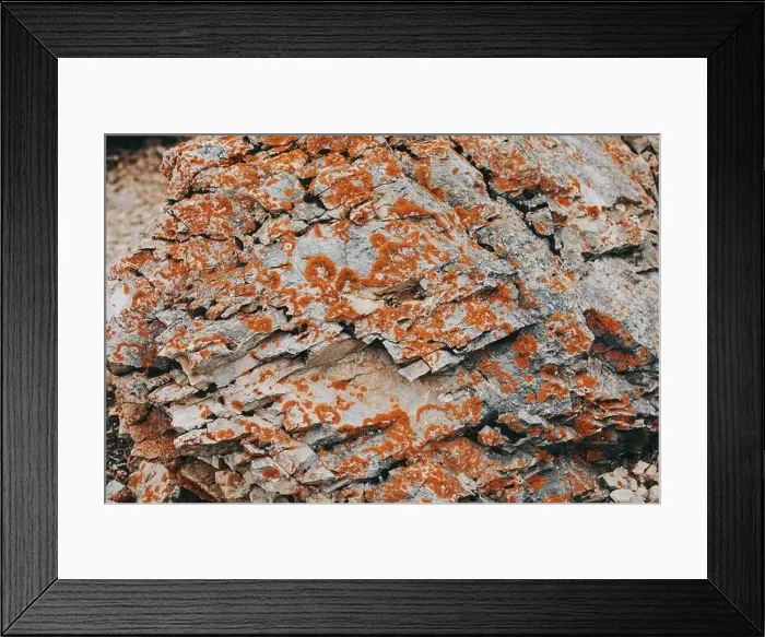 Framed Print : Colorado summer landscapes and textures Framed Print : Colorado summer landscapes and textures
