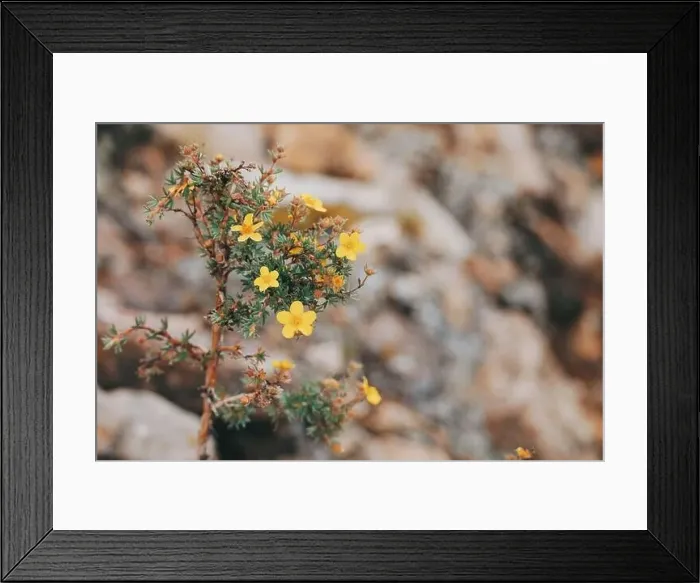 Framed Print : Colorado summer landscapes and textures Framed Print : Colorado summer landscapes and textures