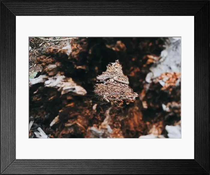 Framed Print : Colorado summer landscapes and textures Framed Print : Colorado summer landscapes and textures