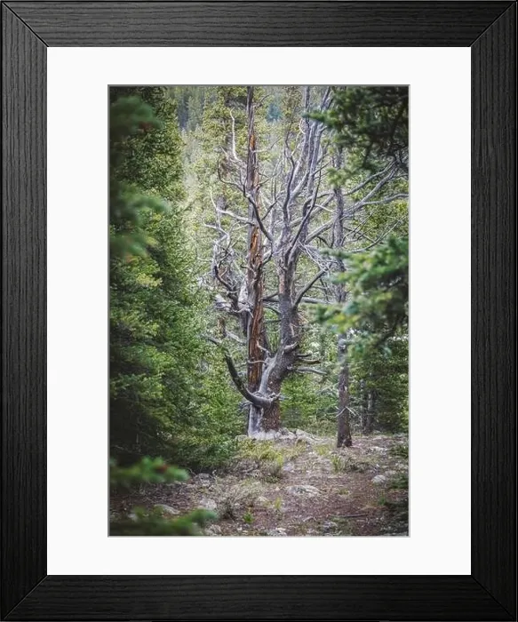 Framed Print : Colorado summer landscapes and textures Framed Print : Colorado summer landscapes and textures