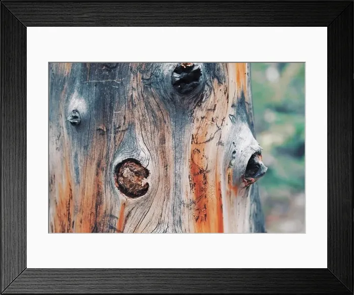Framed Print : Colorado summer landscapes and textures Framed Print : Colorado summer landscapes and textures
