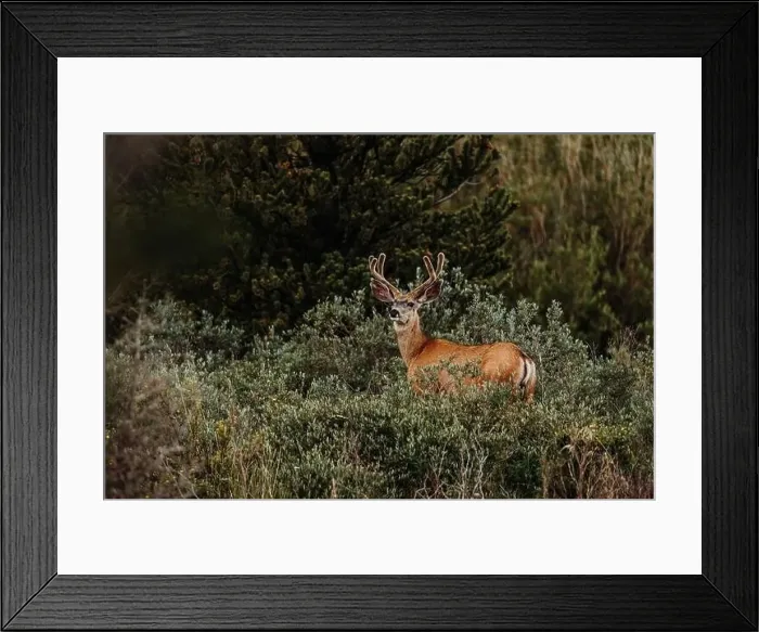 Framed Print : Colorado summer landscapes and textures Framed Print : Colorado summer landscapes and textures