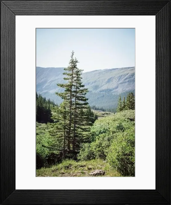Framed Print : Colorado summer landscapes and textures Framed Print : Colorado summer landscapes and textures