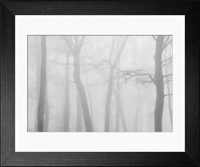 Framed Print : Black and white photo of haunted woods with mysterious bare trees Framed Print : Black and white photo of haunted woods with mysterious bare trees