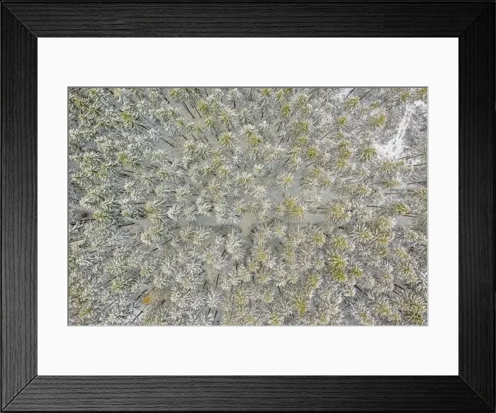 Framed Print : Top down view at wonderful snow covered white trees in a green forest Framed Print : Top down view at wonderful snow covered white trees in a green forest
