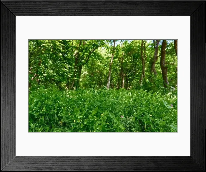 Framed Print : Beautiful green forest in a sunny day Framed Print : Beautiful green forest in a sunny day