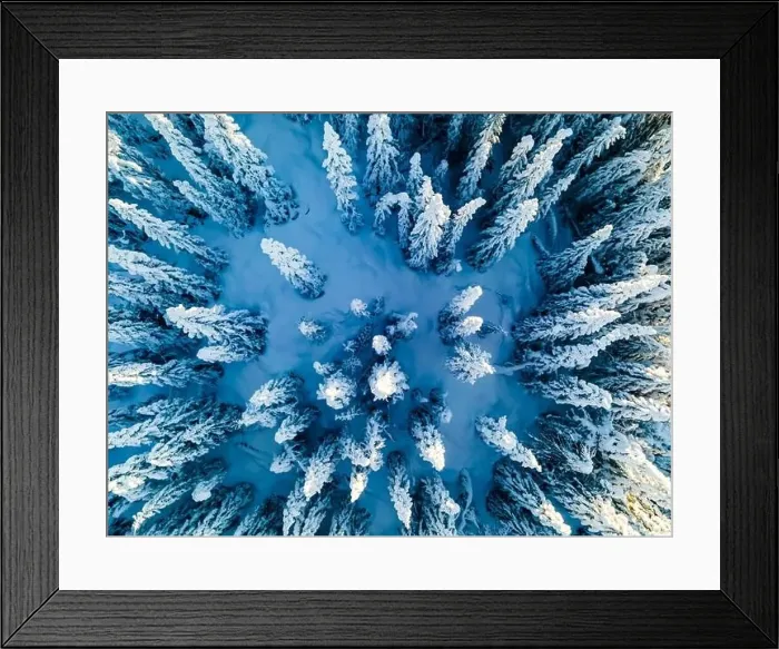 Framed Print : Snow covered pine tress on a cold winters day seen from above Framed Print : Snow covered pine tress on a cold winters day seen from above