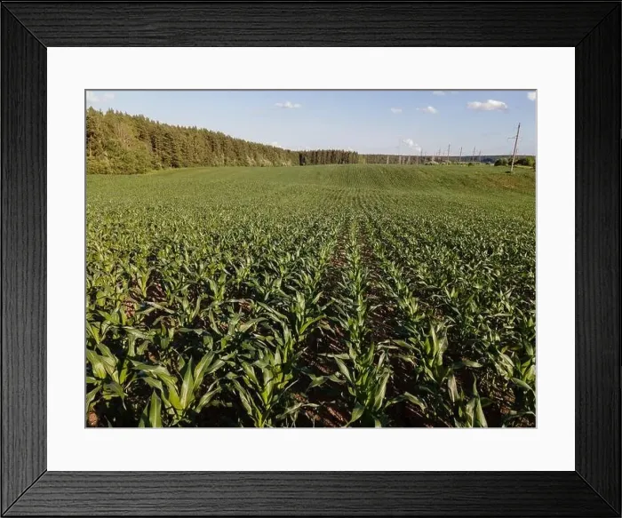 Framed Print : View from a flying drone, a field with green grass on a summer day. Textured background for design Framed Print : View from a flying drone, a field with green grass on a summer day. Textured background for design